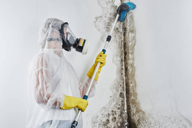 Best Basement Mold Removal  in Burnham, PA